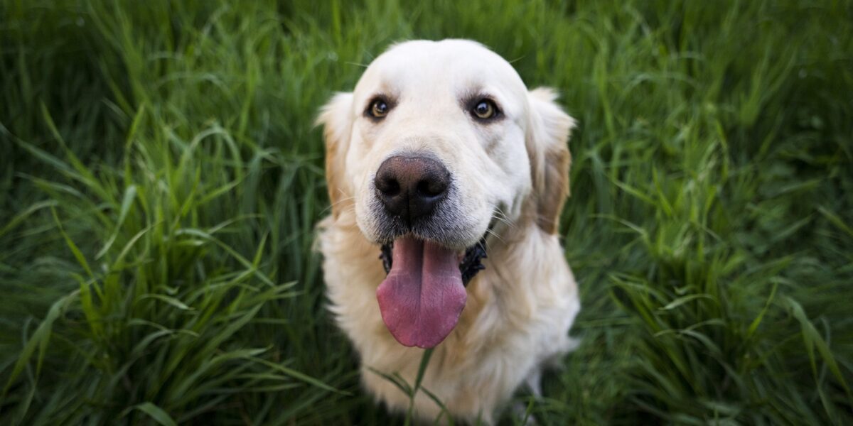 Perro estirado en el césped artificial descansado y relajado mientras toma el aire