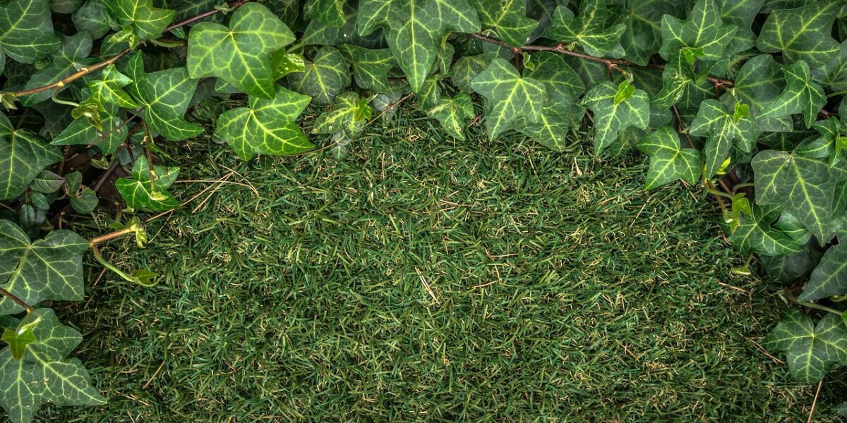 Césped artificial natural donde se puede apreciar las diferentes plantas que hay