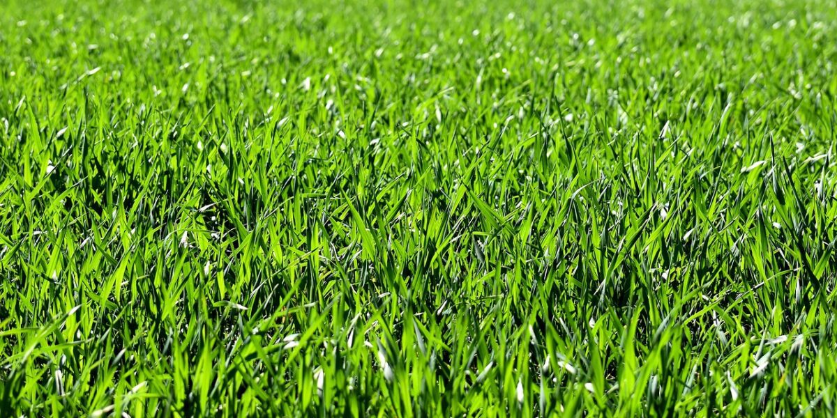 Césped artificial de primera calidad 100% natural