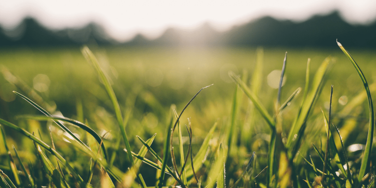 Césped artificial de alta calidad que se encuentra en un terreno de campo y en un entorno soleado