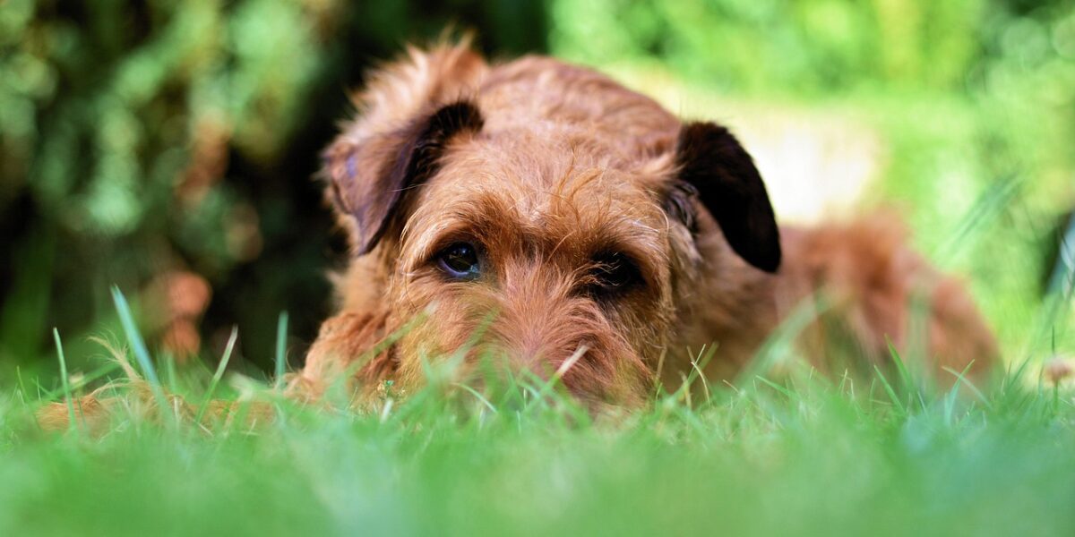 Perro que se encuentra tumbado en un césped artificial