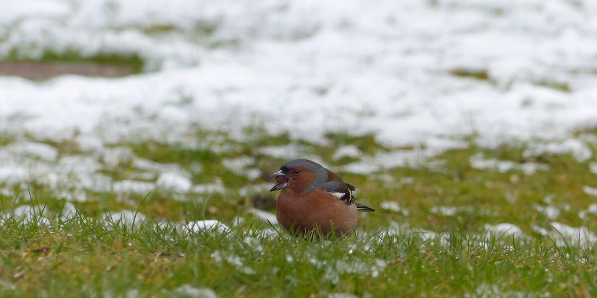 Pájaro que se encuentra sentado en el césped artificial mientras tiene la boca abierta
