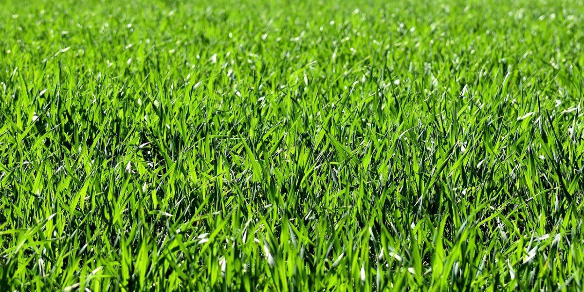 Césped Artificial que se encuentra en las mejores condiciones posibles