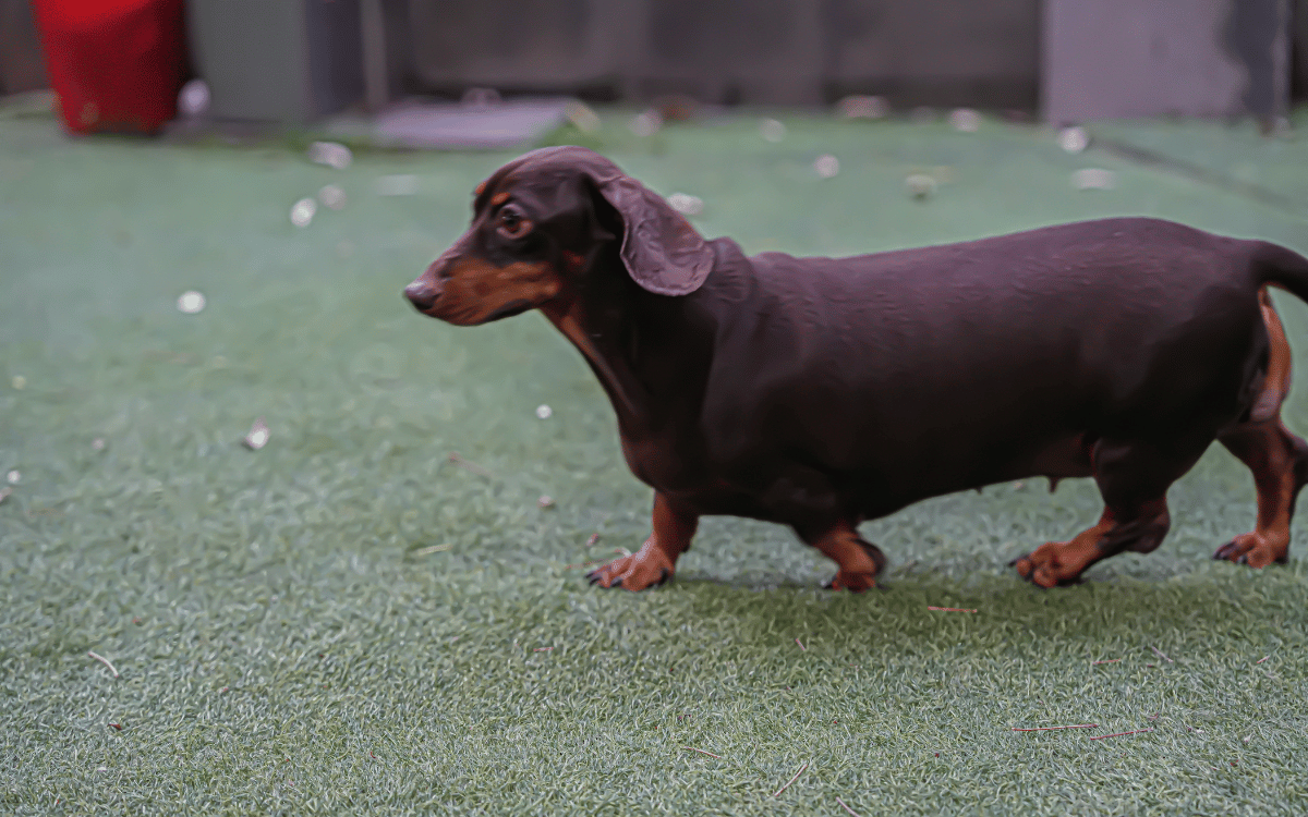 Superficie de césped artificial resistente para animales