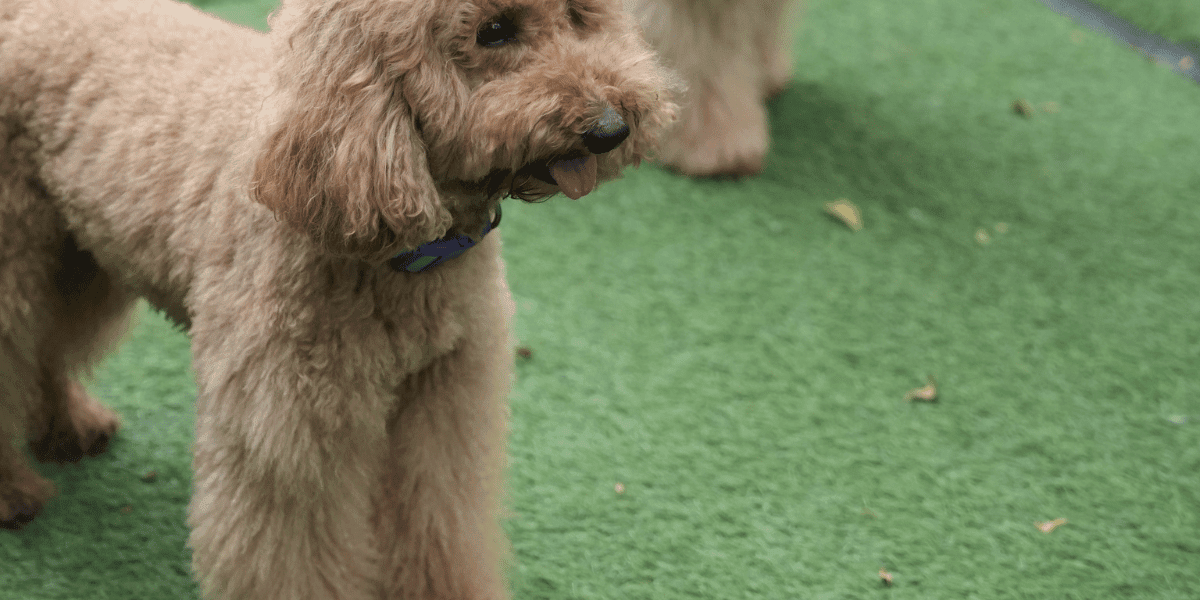 Espacio exterior con césped artificial para mascotas en vivienda