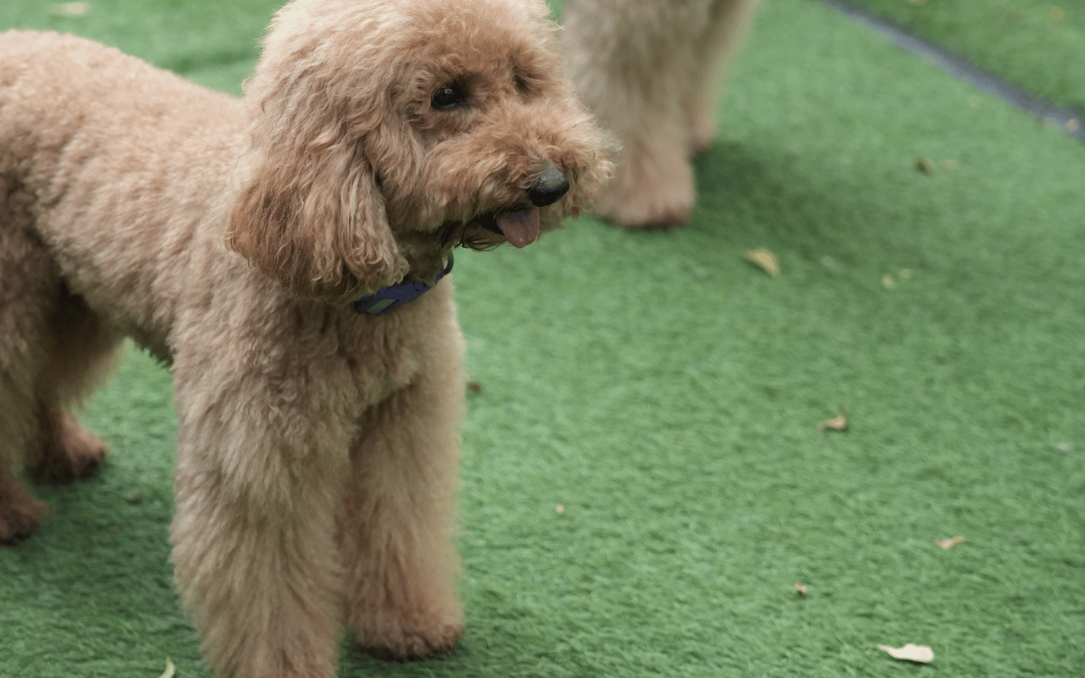 Espacio exterior con césped artificial para mascotas en vivienda