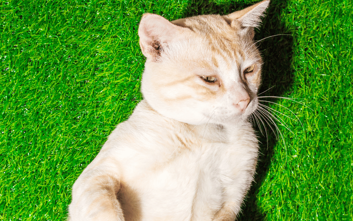 Jardín con césped artificial para mascotas de alta calidad