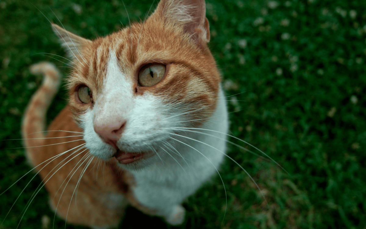 Mascota descansando sobre césped artificial limpio y seguro en Sant Cugat