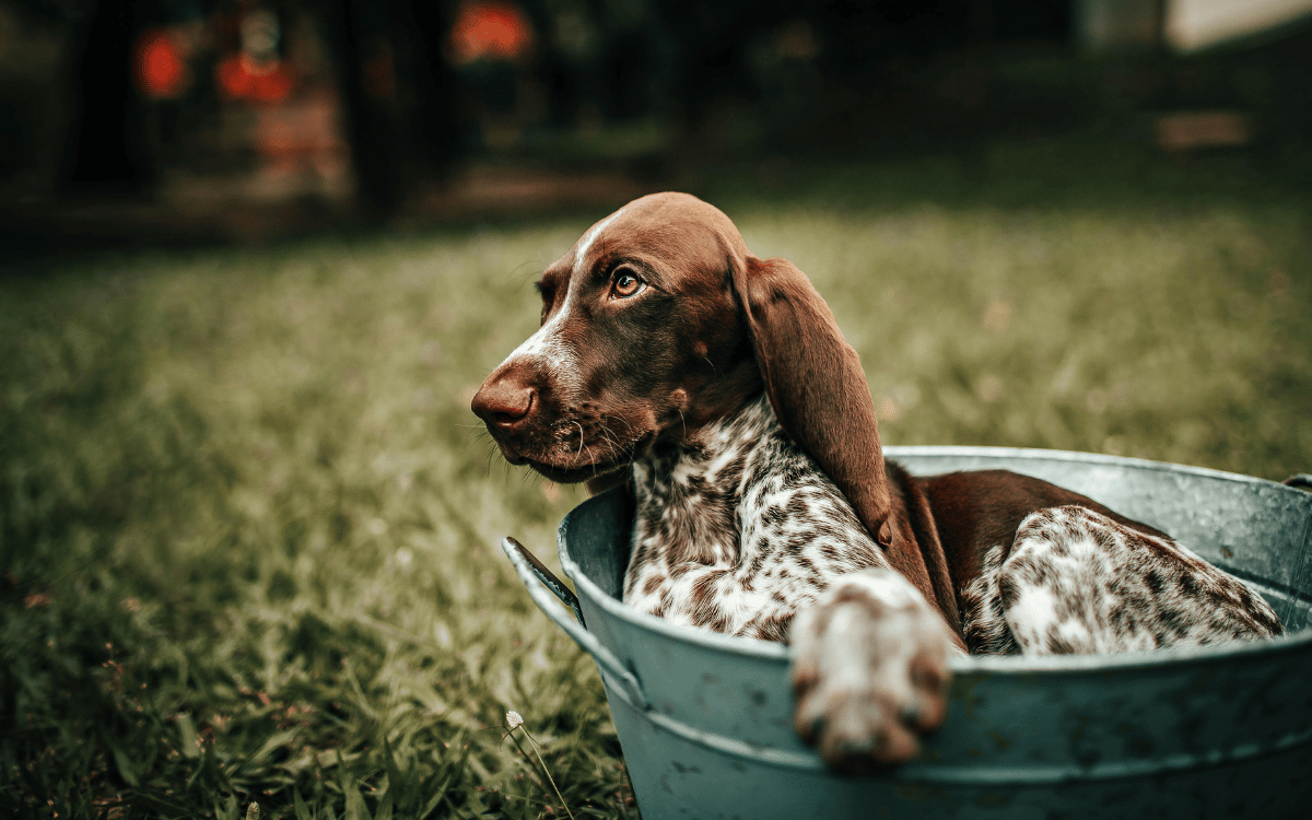 Zona exterior con césped artificial resistente para animales en Sant Cugat