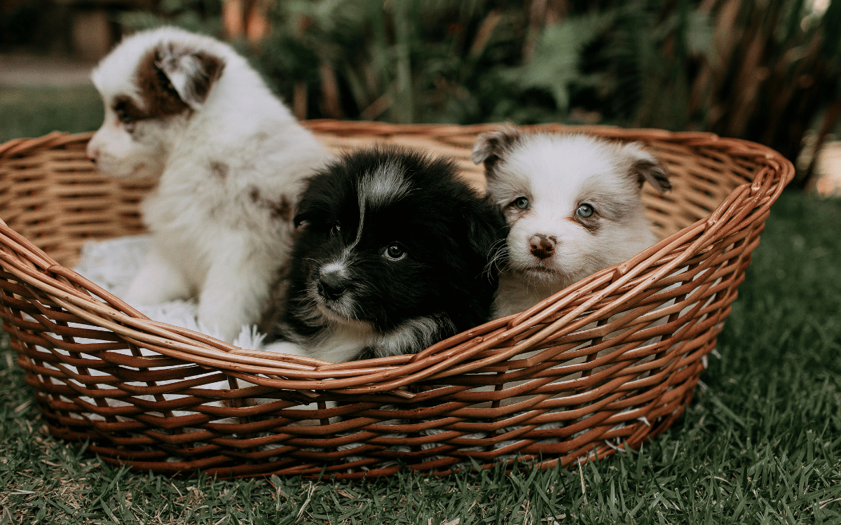 Perros jugando sobre césped artificial en Sant Cugat en jardín residencial