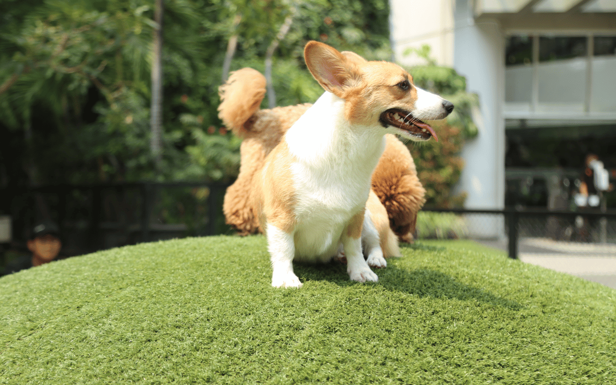 Zona exterior con césped artificial para mascotas limpio y resistente